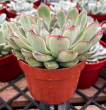 Green Echeveria pulido plant in a red pot on a metal grid surface with other plants in the background.
