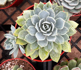 Close-up of a Echeveria 'Blue Rose' with a blurred background
