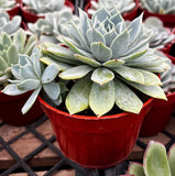 Echeveria 'Blue Rose' in a red pot on a metal grid