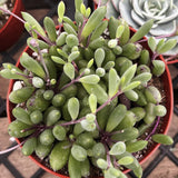 Green Othonna capensis ‘Ruby Necklace’ plant in a red pot on a black grid background