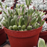 Green Othonna capensis ‘Ruby Necklace’ plant in a red pot with other plants in the background