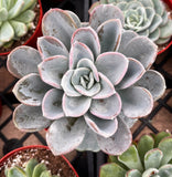 Close-up of Echeveria 'Ice Green' with pink edges in a pot, surrounded by other plants.