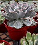 Echeveria 'Ice Green' in a red pot with other plants in the background