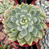 Close-up of a × Sedeveria ‘Blue Elf’ plant in a pot with other plants in the background.
