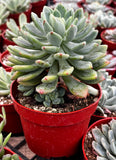 × Sedeveria ‘Blue Elf’ plant in a red pot among other plants