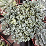 Close-up of Sedum dasyphyllum  with a blurred background
