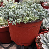 Potted Sedum dasyphyllum  in a red pot among other plants