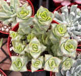 Close-up of a Crassula 'Ivory Towers' plant with green and red edges in a pot.
