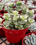 Crassula 'Ivory Towers' plant in a red pot among other plants