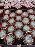 Multiple small Echeveria minima aka Blue Rosette plants in red pots on a black tray