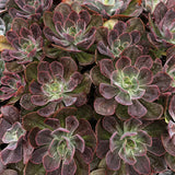 Close-up of Echeveria 'Red Baron' plants with red and green leaves.