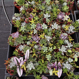 Collection of various succulents in pots on a wooden surface