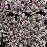 Close-up of Tradescantia zebrina