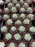Multiple small pots with Graptopetalum 'Petal arranged in rows.