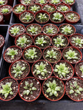 Haworthia cymbiformis aka Star Windows in red pots arranged in a grid on a black tray.