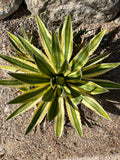 Spiky green Agave lophantha 'Quadricolor' plant with a stone wall background