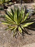Spiky Agave lophantha 'Quadricolor' plant in a rocky garden setting