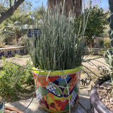 Colorful ceramic pot with green Candelilla plant in a garden setting