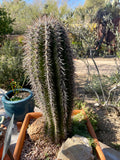 Tall spiky Saguaro Cactus in a garden setting with other plants and rocks.