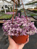 Callisia Repens Pink Lady Turle Vine in a pot held by a hand with a greenhouse in the background