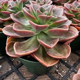 Close-up of Echeveria 'Melaco Brown Rose' with pink and green leaves on a wooden surface.