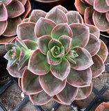 Close-up of Echeveria 'Melaco Brown Rose' with pink and green leaves.