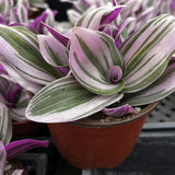 Tradescantia zebrina with striped leaves in a pot on a dark background