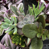 Collection of succulents with a blurred background