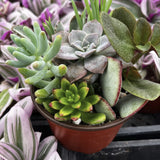 Collection of potted succulents with a focus on green and purple plants.