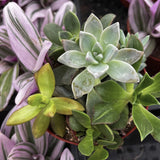 Close-up of various succulents with green and purple leaves.
