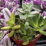 Small potted succulent plant with a red pot surrounded by other plants with purple and green leaves.