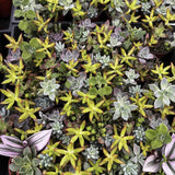 Collection of various succulent plants in a pot