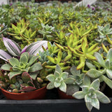 Collection of various succulents in pots at a nursery