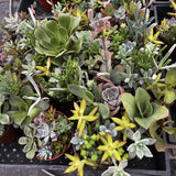 Collection of various succulents in pots with a close-up view.