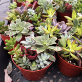 Collection of potted succulents in red pots on a black surface