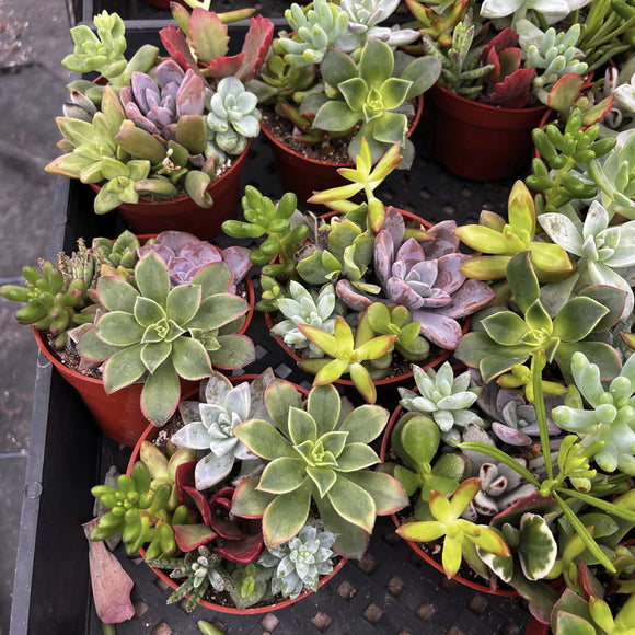Collection of potted succulents in various colors and sizes on a black surface.