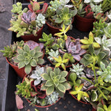 Collection of potted succulents in various colors and sizes on a black surface.