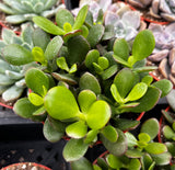 Close-up of a Crassula ovata aka Jade Plant with water droplets on leaves, surrounded by other plants.