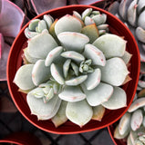 Echeveria elegans 'Blue' plant in a red pot with other plants in the background