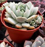 Potted Echeveria elegans 'Blue' with a red pot on a metal surface