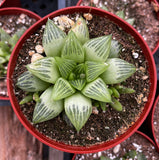 Haworthia cymbiformis aka Star Windowplant in a red pot with soil and small stones.