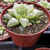 Haworthia cymbiformis aka Star Window plant in a red pot with other plants in the background