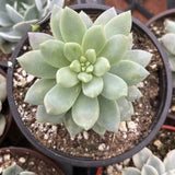 Graptopetalum 'Petal plant in a pot with other plants in the background