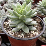 Graptopetalum 'Petal plant in a red pot with other plants in the background