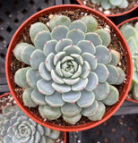 Close-up of a Echeveria minima aka Blue Rosette plant with a red pot.