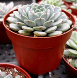 Echeveria minima aka Blue Rosette with a red pot on a black tray