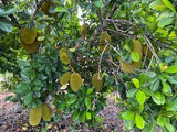 Jackfruit on a tree with green leaves