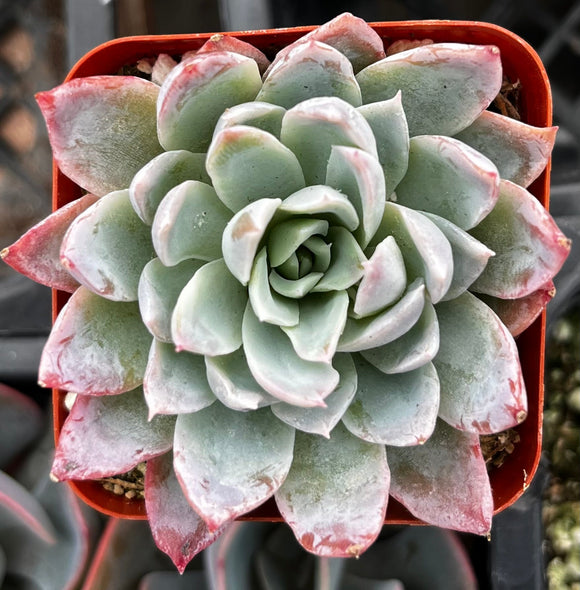 Echeveria 'Violet Queen' plant in a red pot with a blurred background