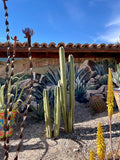Mexican Fence Post Cactus plants in a desert setting with a mural of more cacti on a wall.