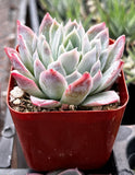 Potted Echeveria 'Violet Queen' plant with pink and green leaves in a red pot.